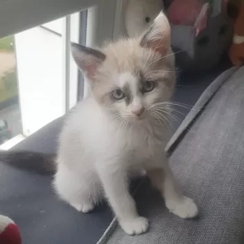 Ziggy