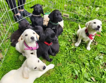 Chiots - Nous Ne Prenons Plus De Dossiers