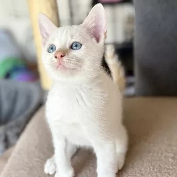 Albus