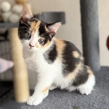 Pia