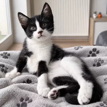 Rufus