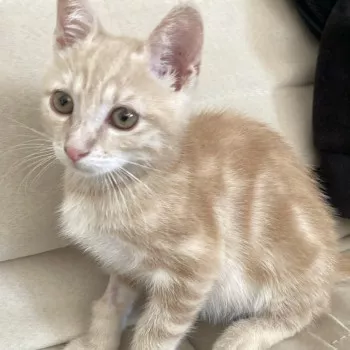 Cheeto