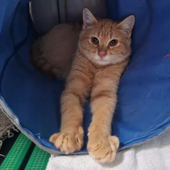 Butternut