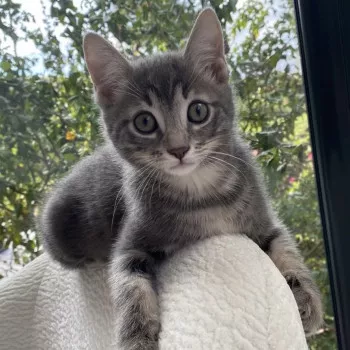Tom