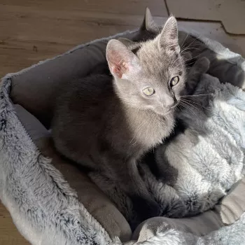 Gandalf - Réservé