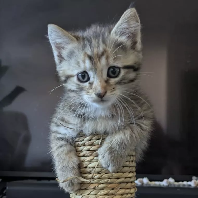 Dora