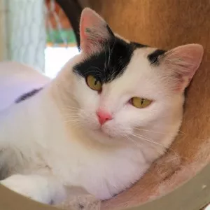 Minette