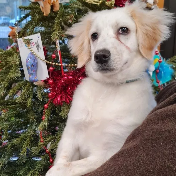 Lili