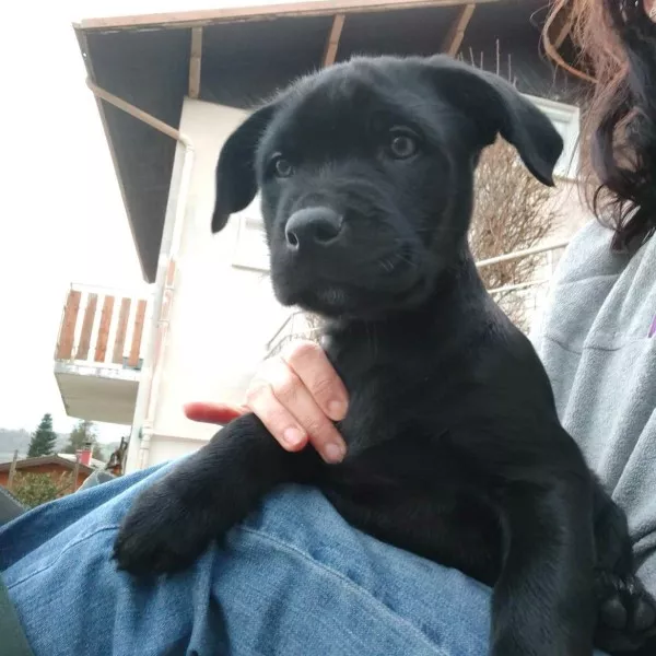 Taz