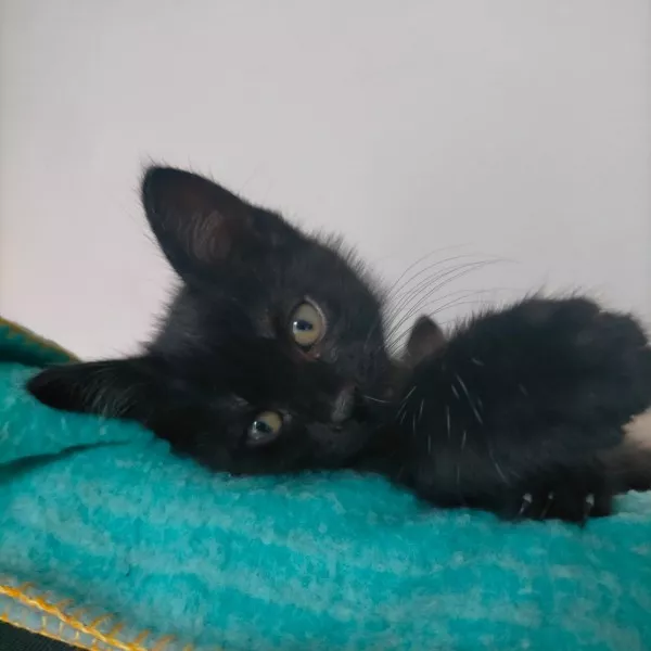 Minou