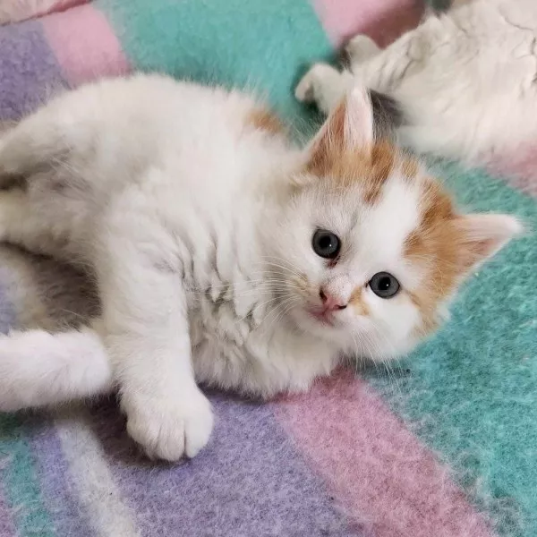 Olaf