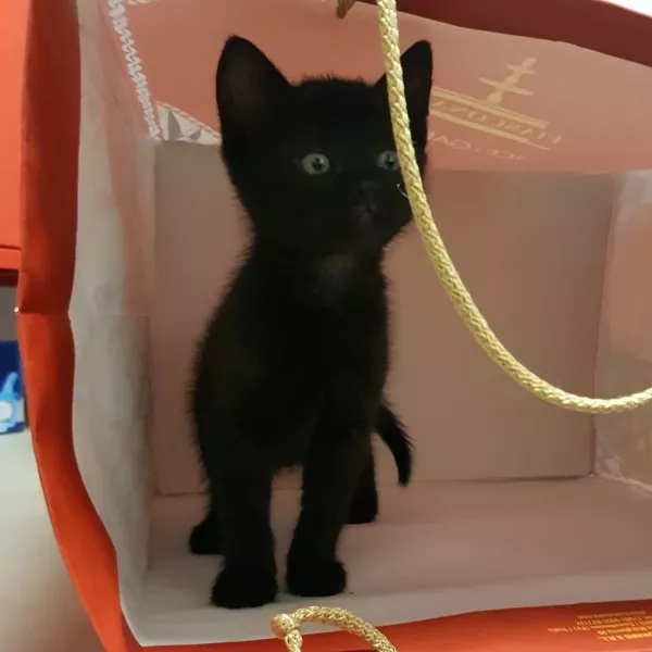 Zora
