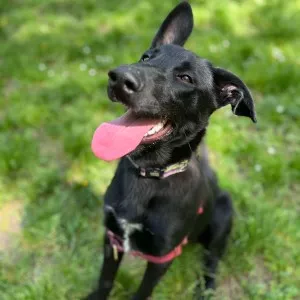 Narko