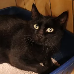 Maya