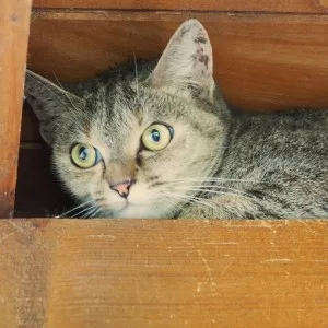 Ella