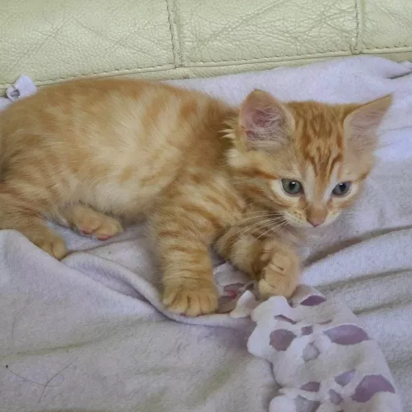 Ron