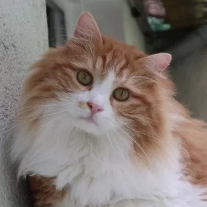 Simba