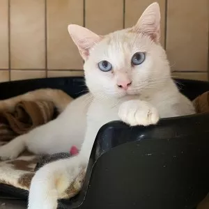 Fidji