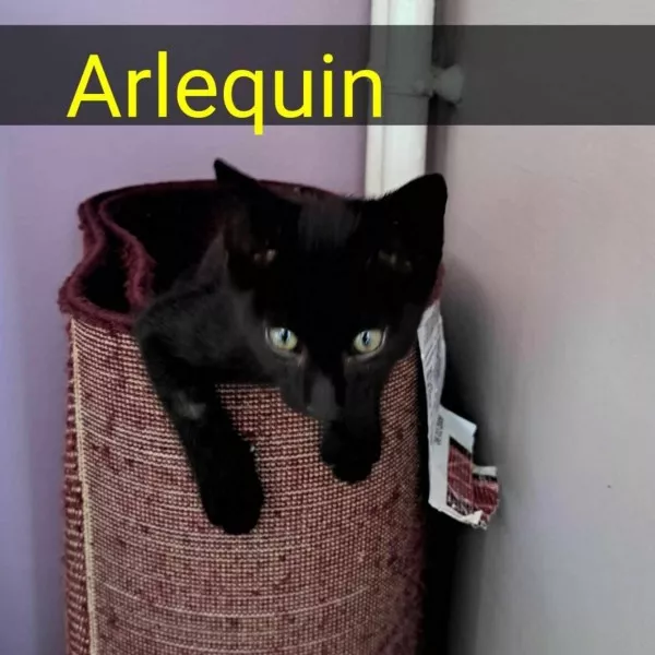 Arlequin