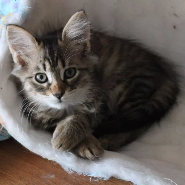 Myrtille