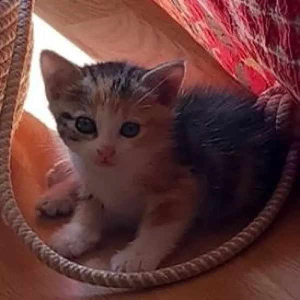 Chouquette