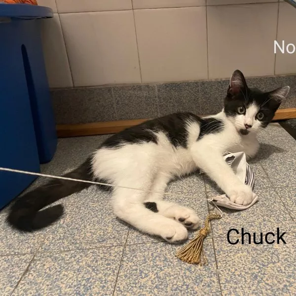 Chuck