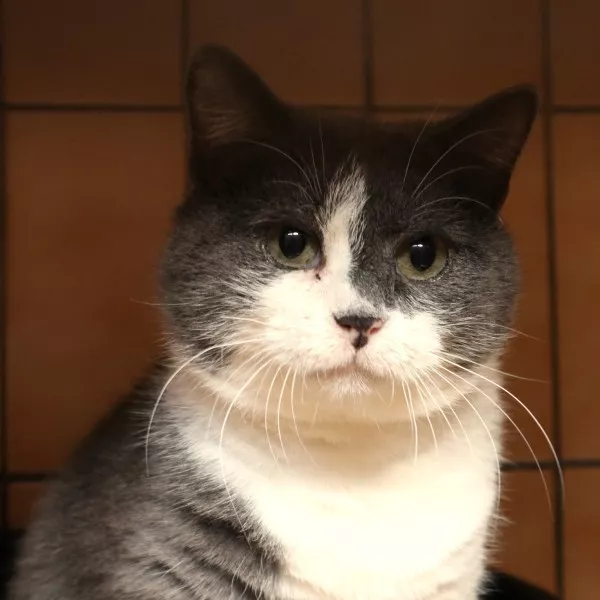 Moshi - Coup De Pouce