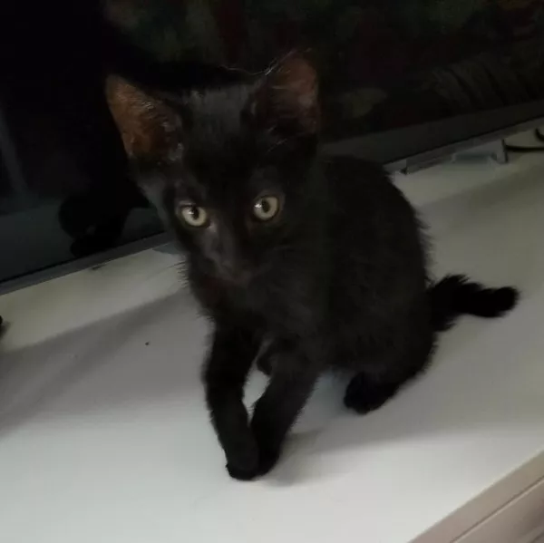 Gigi