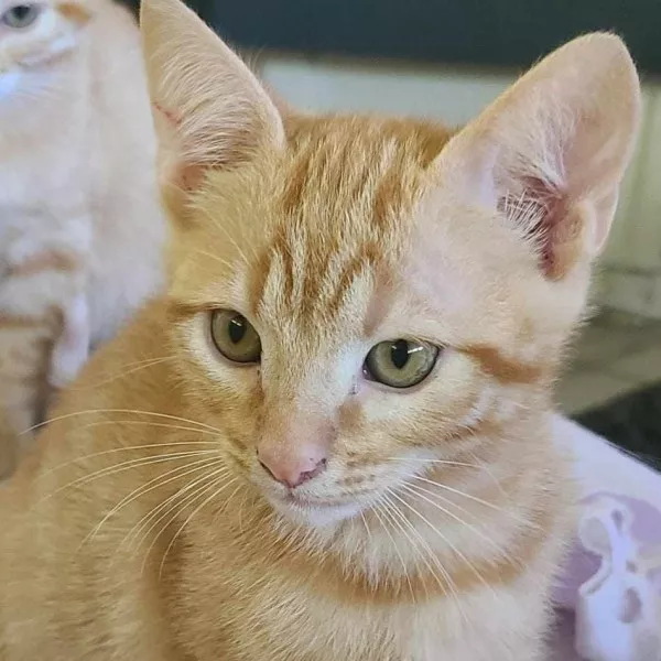 Ed