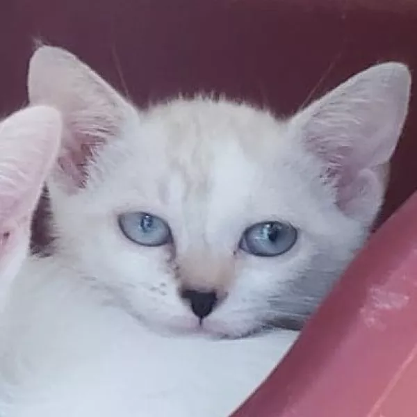 Floette