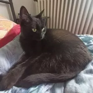 Libellule