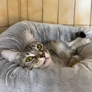 Minette