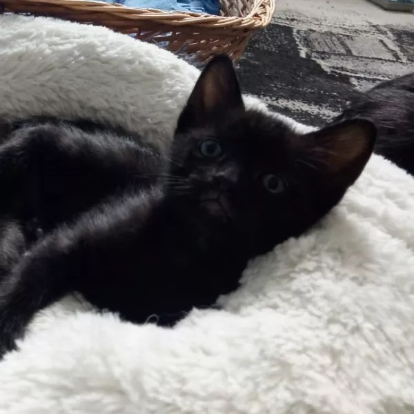 Kali