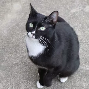 Nera