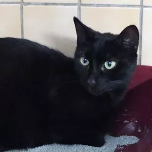Indi