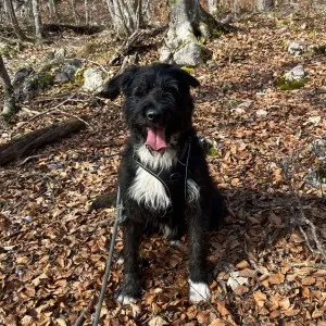 Tyson