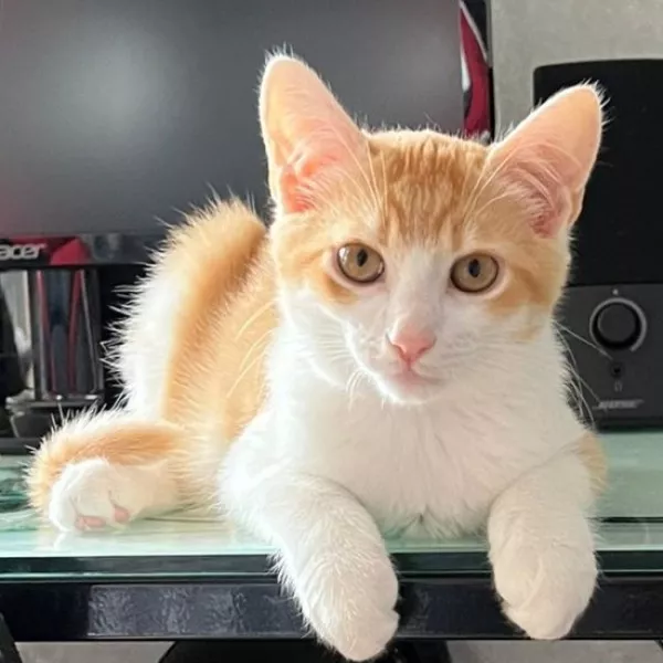 Kira