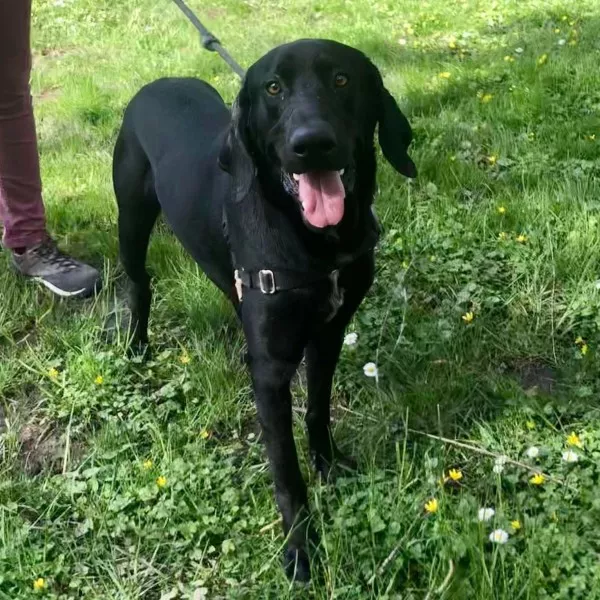 Ringo