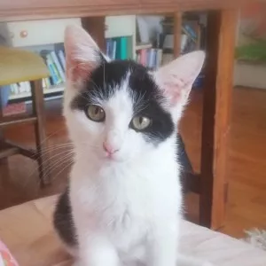 Ava