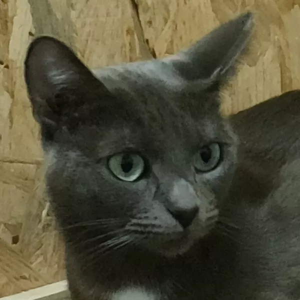 Jade