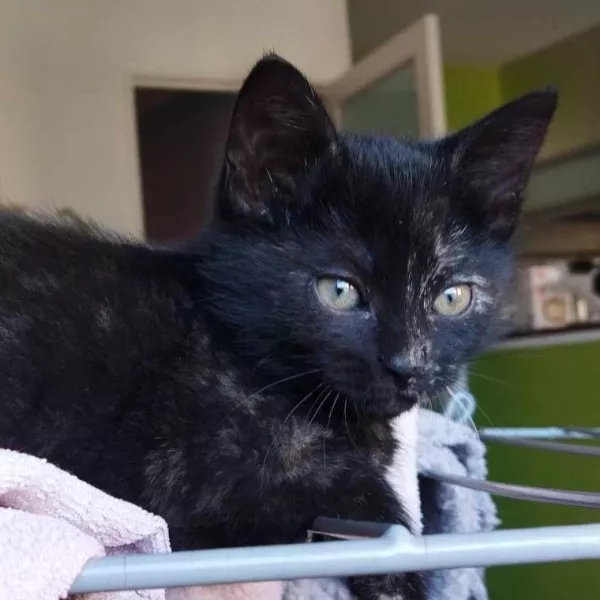 Kitkat
