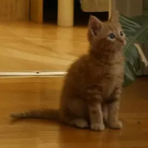Asko