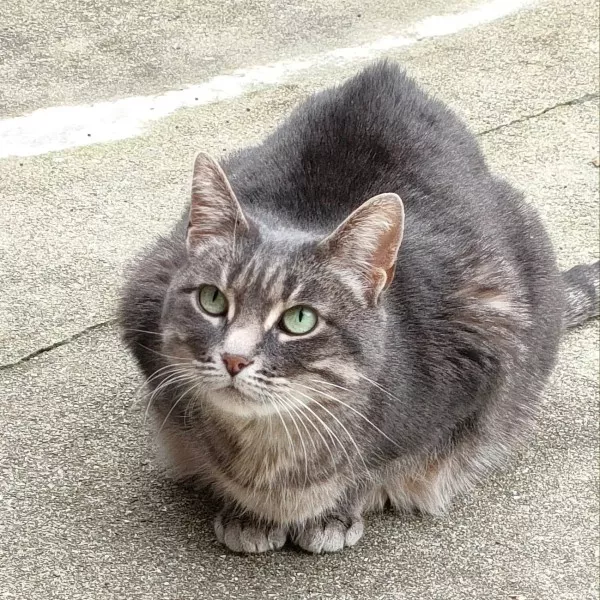 Petruchka - Adoption Coup De Pouce