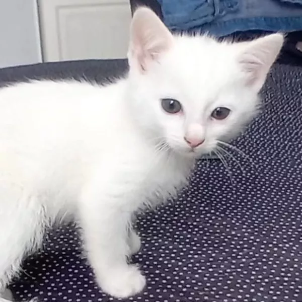 Blanco