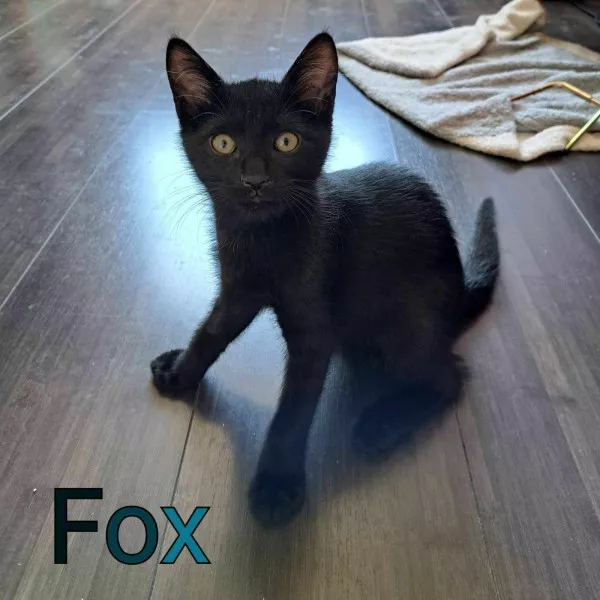 Fox