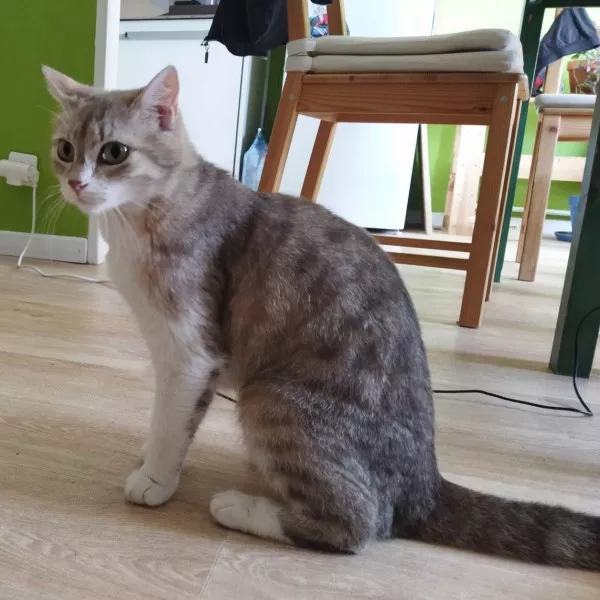 Masha