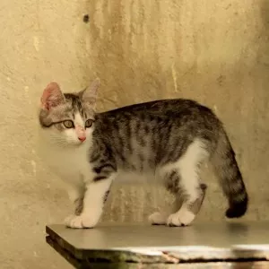 Mélo