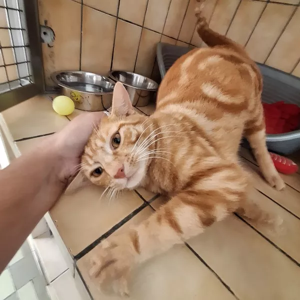 Simba