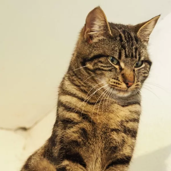Lulu