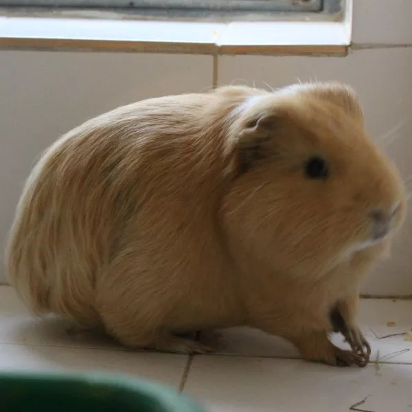 Caramel